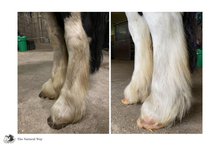 Laden Sie das Bild in den Galerie-Viewer, Natuur Shampoo The Natural Way Laura Cleirens, 100 % natuurlijke shampoo voor paarden met jeuk zomereczeem mok CPL, aloë vera en etherische olie, duurzaam en huidvriendelijk, alle huidtypes, gevoelige huid, zilver shampoo, maakt wit