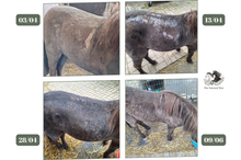 Charger l'image dans la galerie, Mok olie - The Natural Way, Laura Cleirens, 100 % natuurlijk product middel oplossing voor paarden met mok, rasp, regenschurft, rainrot
