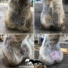 Afbeelding in Gallery-weergave laden, Mok olie - The Natural Way, Laura Cleirens, 100 % natuurlijk product middel oplossing voor paarden met mok, rasp, regenschurft, rainrot