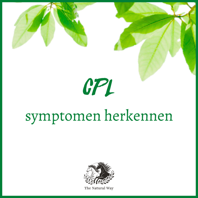 Recognise CPL symptoms in horses
