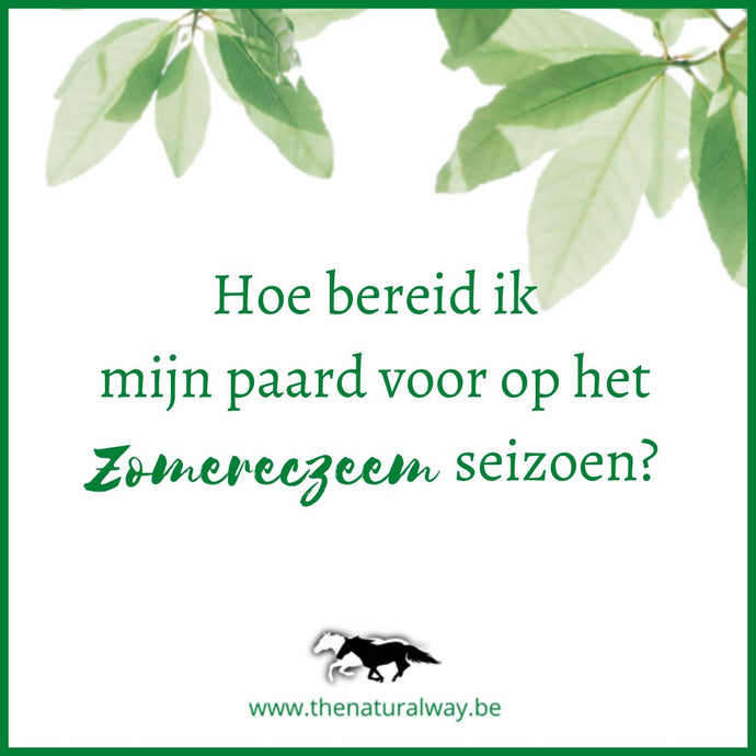 Wie bereite ich mein Pferd auf die Sommerekzemsaison vor?