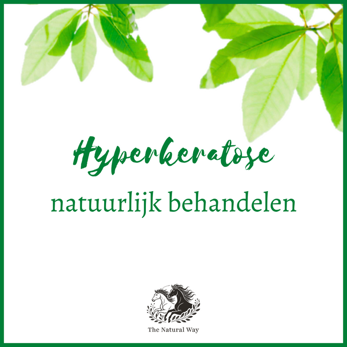 Hyperkératose chez les chevaux  