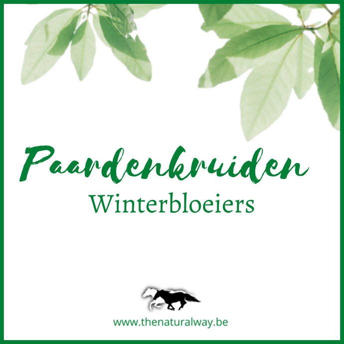 Horse herbs: Winter edition