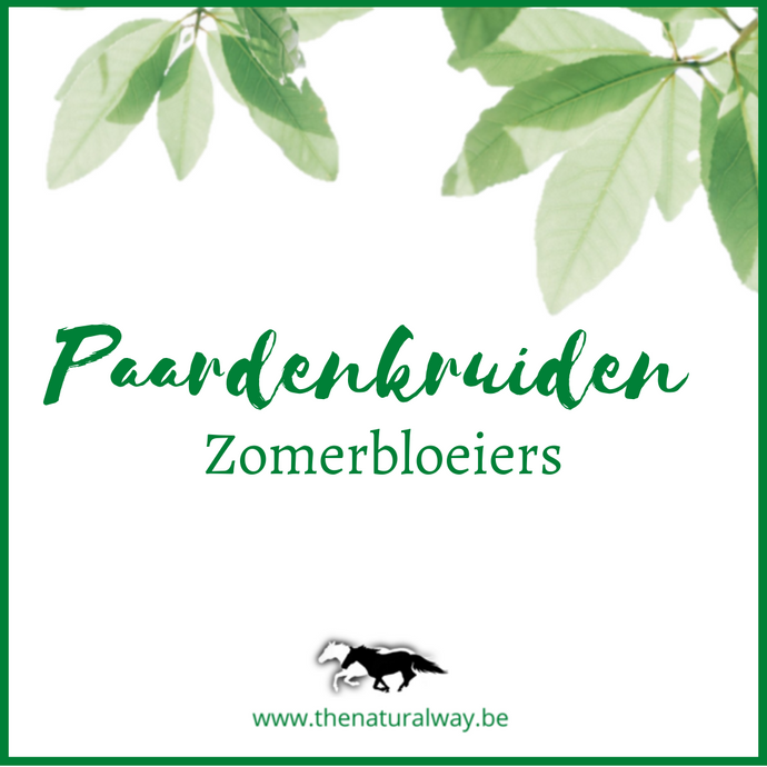 Paardenkruiden: Zomerbloeiers