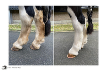 Laden Sie das Bild in den Galerie-Viewer, Natuur Shampoo The Natural Way Laura Cleirens, 100 % natuurlijke shampoo voor paarden met jeuk zomereczeem mok CPL, aloë vera en etherische olie, duurzaam en huidvriendelijk, alle huidtypes, gevoelige huid, zilver shampoo, maakt wit
