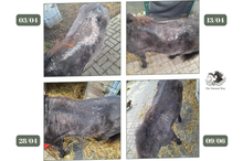 Charger l'image dans la galerie, Mok olie - The Natural Way, Laura Cleirens, 100 % natuurlijk product middel oplossing voor paarden met mok, rasp, regenschurft, rainrot
